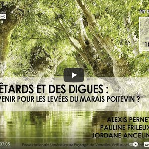 miniature Des têtards et des digues. Quel avenir pour ces arbres et les levées du Marais poitevin ?