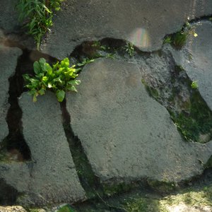 miniature Désordre sur le parement béton côté val d'une digue de Seine maritime